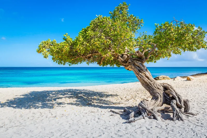 A divi-divi tree on a white-sand beach in Aruba